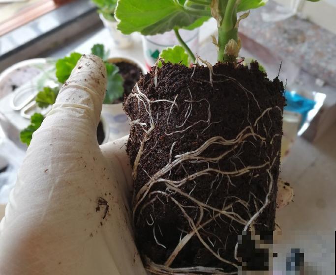 家里的塑料瓶别扔，春天扦插枝条，一天繁殖30盆！