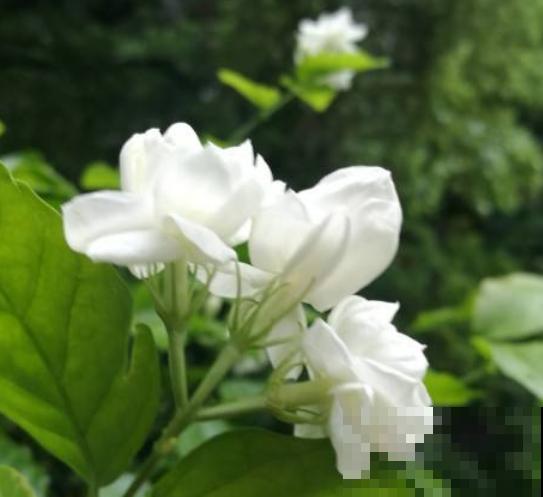 6种常见花，养一盆对身体好，越养越健康！