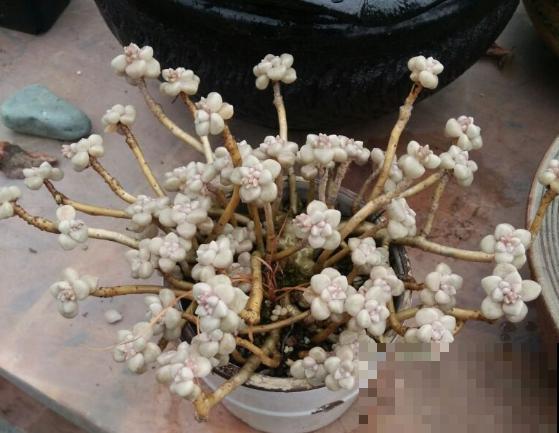 养了6年多肉，我是如何一步一步，从小白变成高手的！