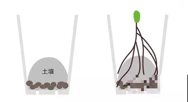 最耐阴的花是它，光不好叶子绿油油，比绿萝还好养！