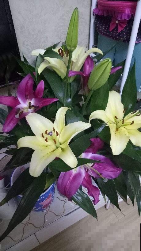 鲜花插瓶里，水里加点它，花期延长1个周