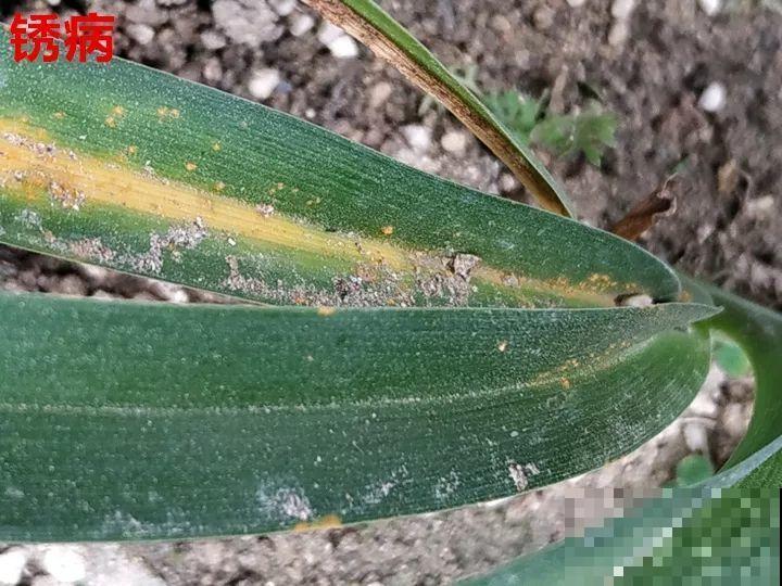 花变成这样，立马剪撒点粉，否则撑不过7天！