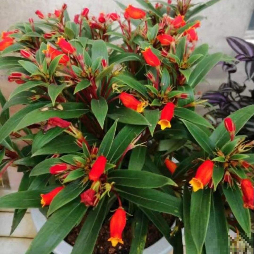 这花是大岩桐的“亲戚”，但模样却大不相同，开花太精致了！