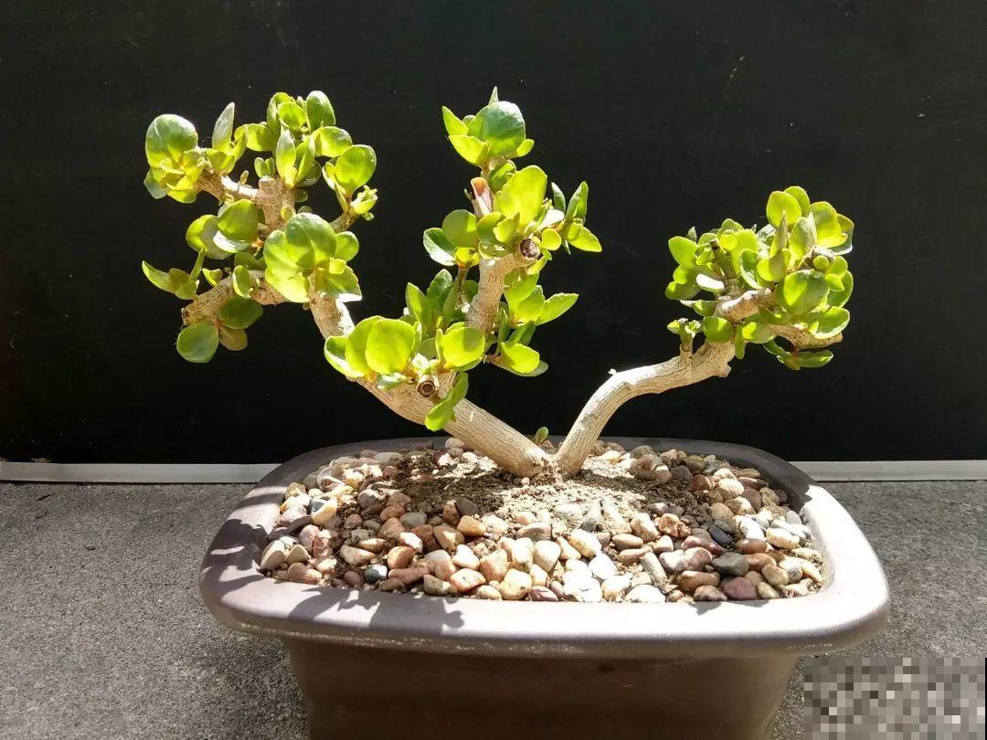 家里养这花，盆越小花越多，大冬天也能呼呼开！
