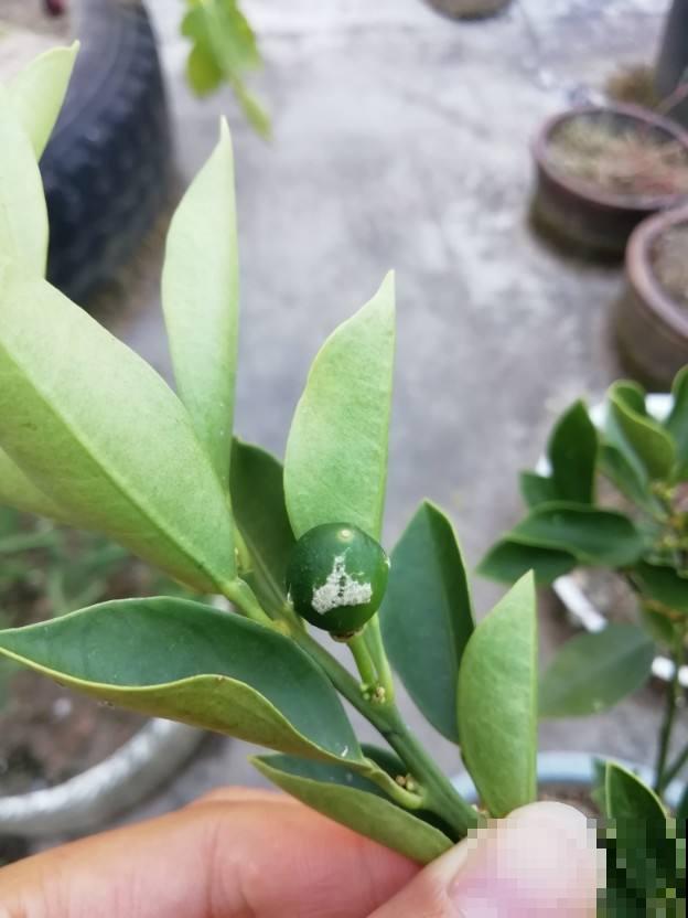 特烦人的蚧壳虫，爬的满叶子都是，用它擦叶子，虫子全掉光