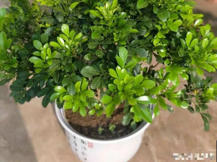 米兰春天这么养，疯狂冒新叶，开花香又多！