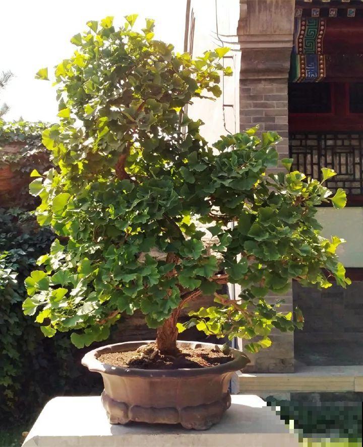 家里有这10种花，多修剪少浇水，能养成高价盆景！