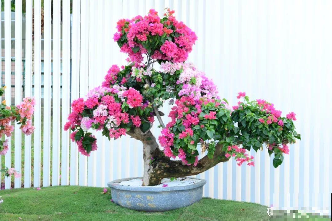 3棵茶花绑一绑，1年变成大老桩，懒人也能养成！