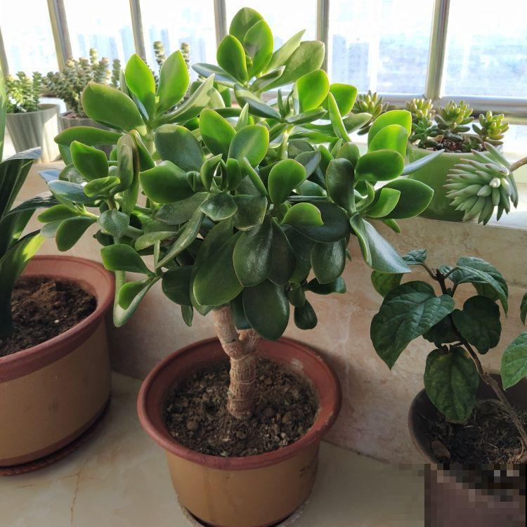 “4种”耐修剪的花卉，现在就得抓紧剪，剪晚了影响开花