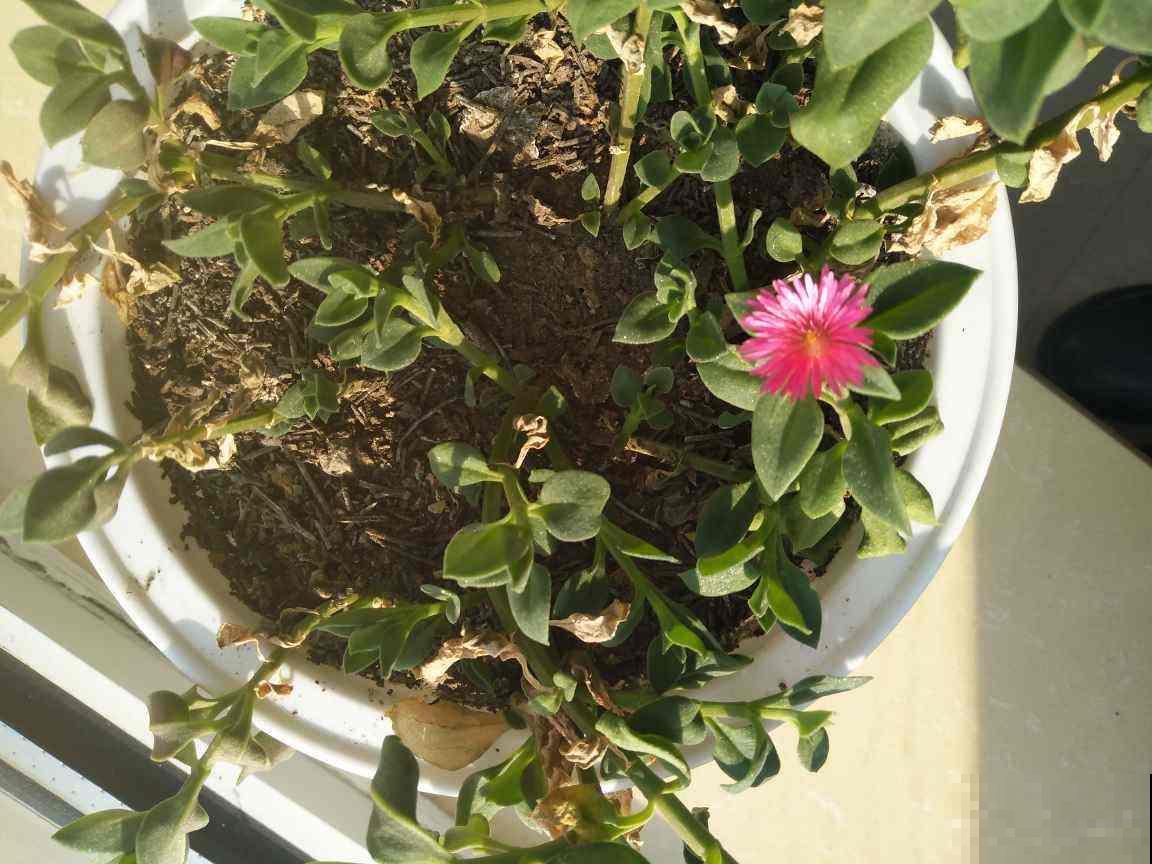 一个多月没管花，别急着给它浇水，养护循序渐进最重要