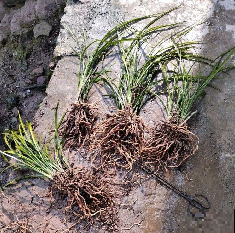 给这花换盆，土里扒出30个崽，根本不用扦插！