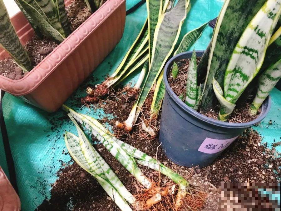 这3种肥料，月季盆里加一点，蹭蹭冒芽还不招虫！