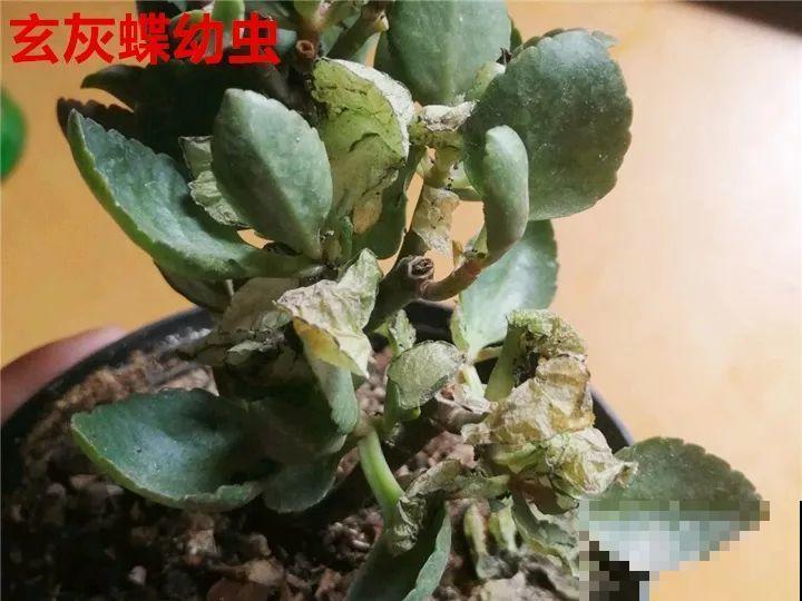 花变成这样，立马剪撒点粉，否则撑不过7天！