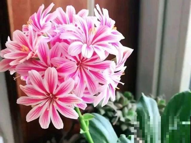 3月开始，8种花随便养，开花多长得快，新手也能养爆盆！