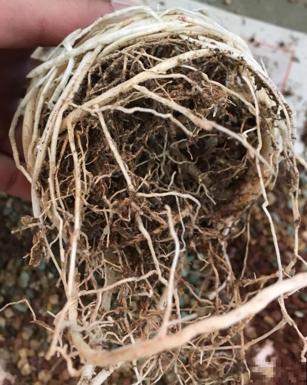 这花太能生，根系长满一轮胎，必须要换盆！