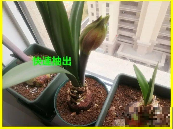 长寿花喷点它，很快复花，一茬接一茬的开！