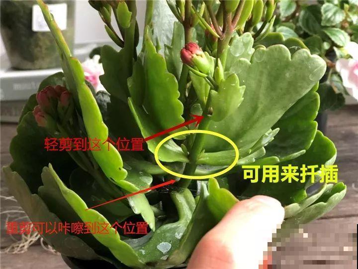 过完年，这花赶紧修剪、扦插，还能再开一茬！