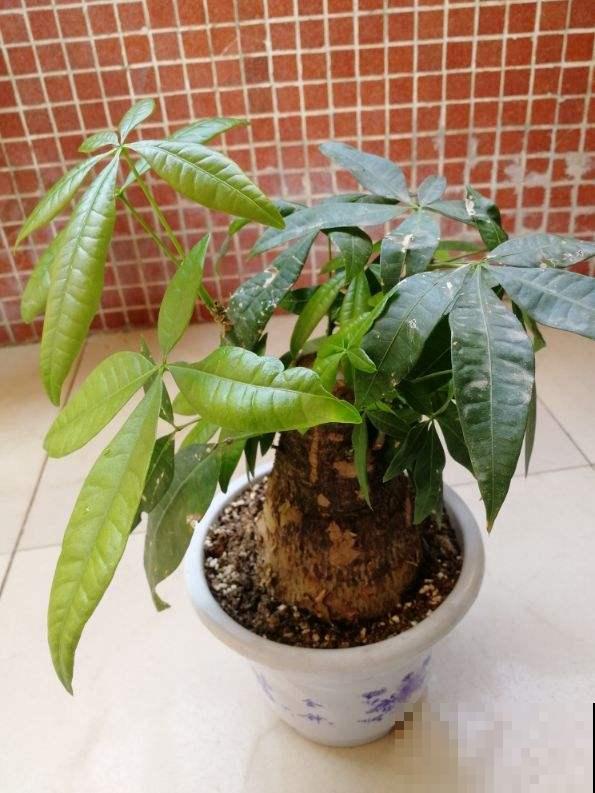 除了浇水，发财树这几点不注意，叶子照样发黄！