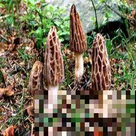 野外看见树下长了一片“羊肚”？近看恍然大悟，原来是它！