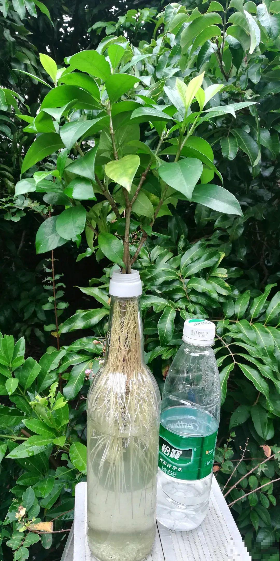 最难养的7种花，丢水里反而蹭蹭长，根系长满瓶！