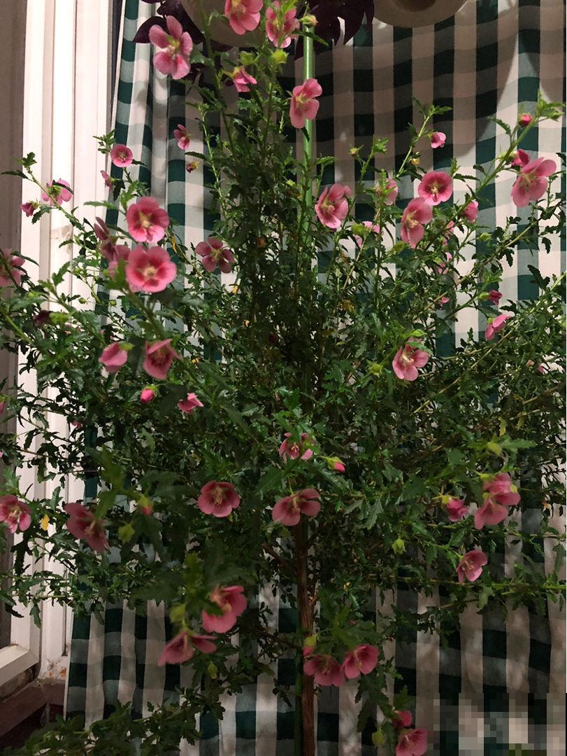 这花就得狠心剪，剪得越狠，开春才会开花多