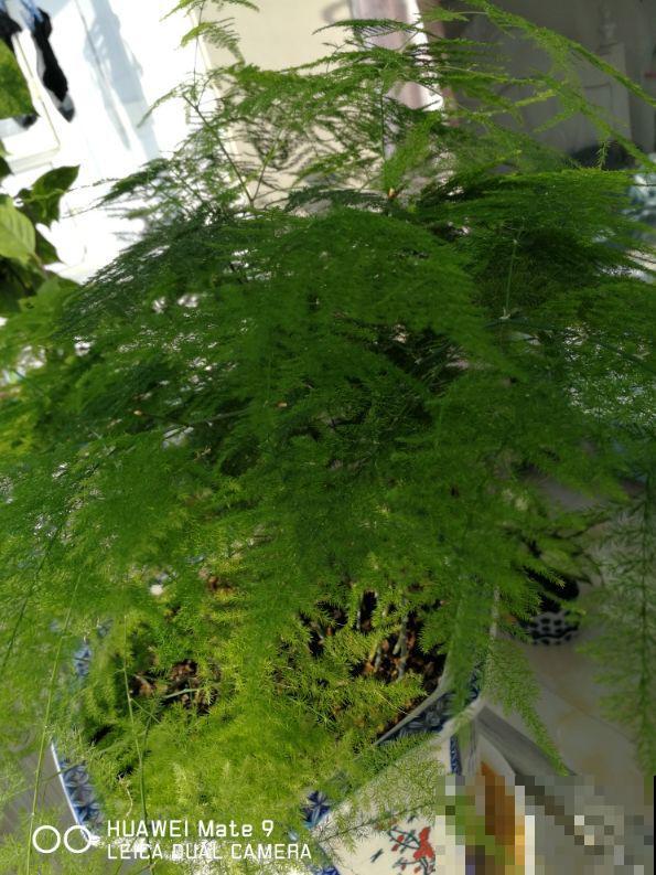 文竹最愁的就是黄叶？教你一招，叶子油亮有精神！