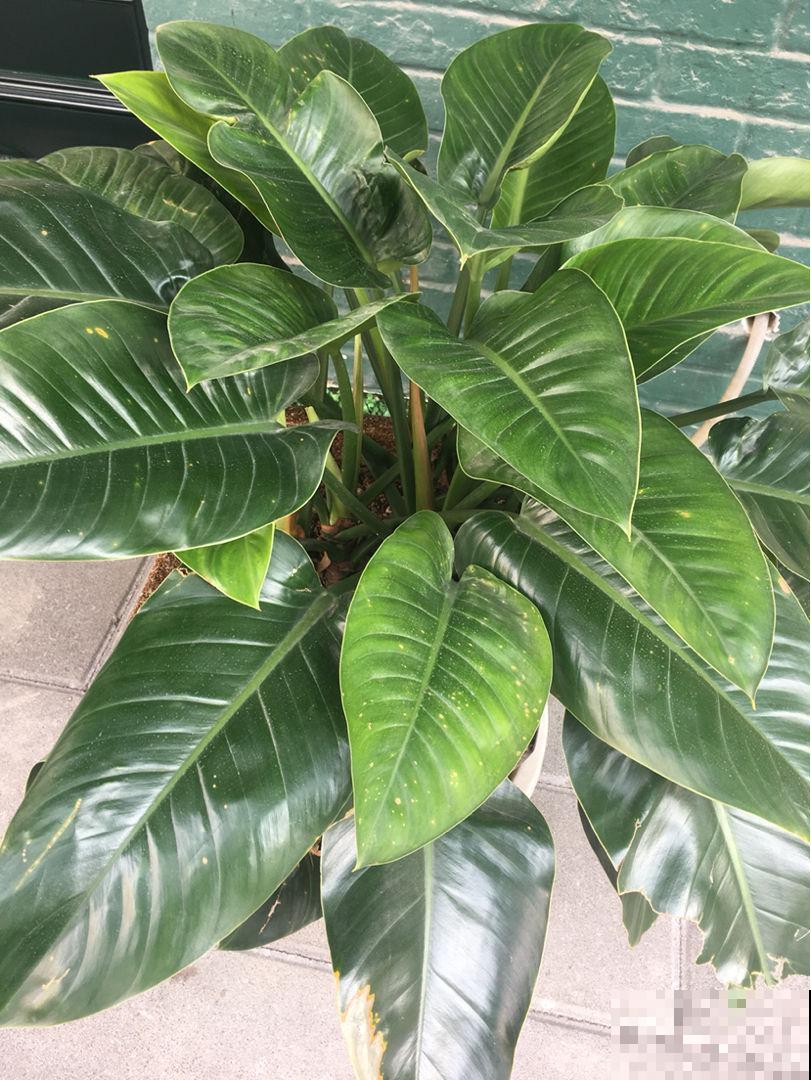 “10种”耐阴花，北阳台也能开花，现在养正是好时候