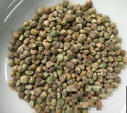 这小菜最适合春天吃，几粒种子播出一大盆，可以不用出去买菜了！