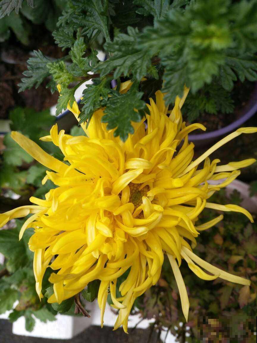一朵花就是一个故事，那些以花为名的歌曲，哪首唱进你心里？