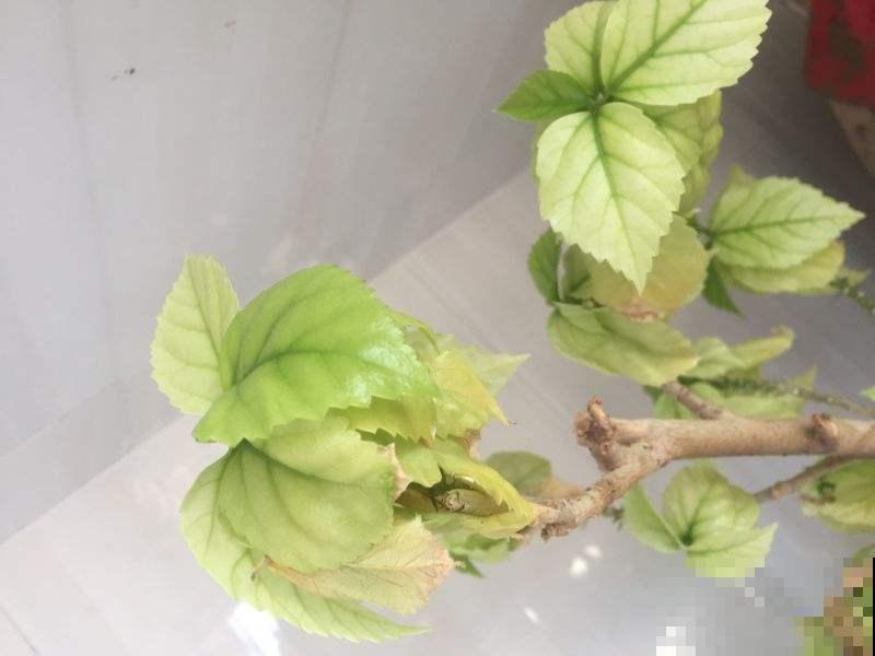 这种花作用大，是啤酒的主要原料，见过它的人不多