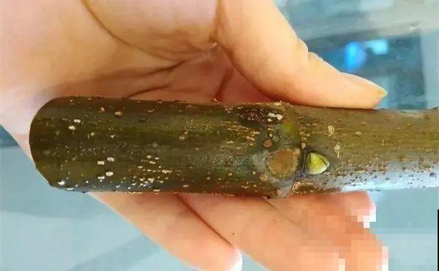 大粗杆插土里，7天生根，当年结果压弯枝，不用买水果了！