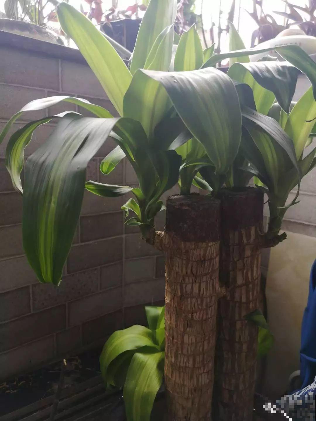 这花长到4米高，顶破屋顶太愁人，砍1刀冒出一圈芽！