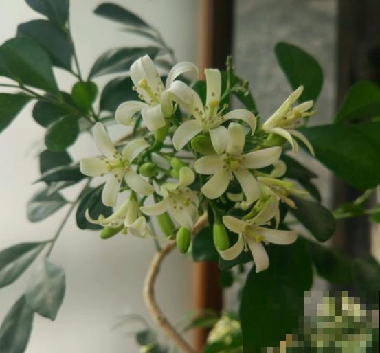 香味好闻的5种花，家里养一盆，清新又舒适！