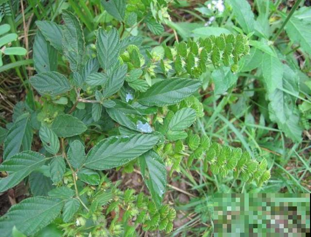 这野草长得好奇怪，一根枝条两种叶，而且还有大作用！
