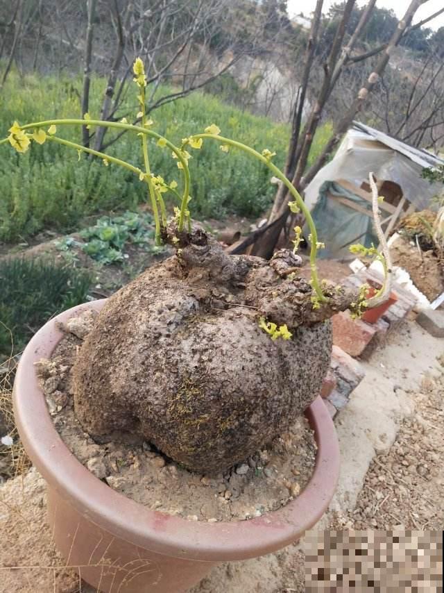 这花长了个大肚子，千万别多浇水，水一多准烂根