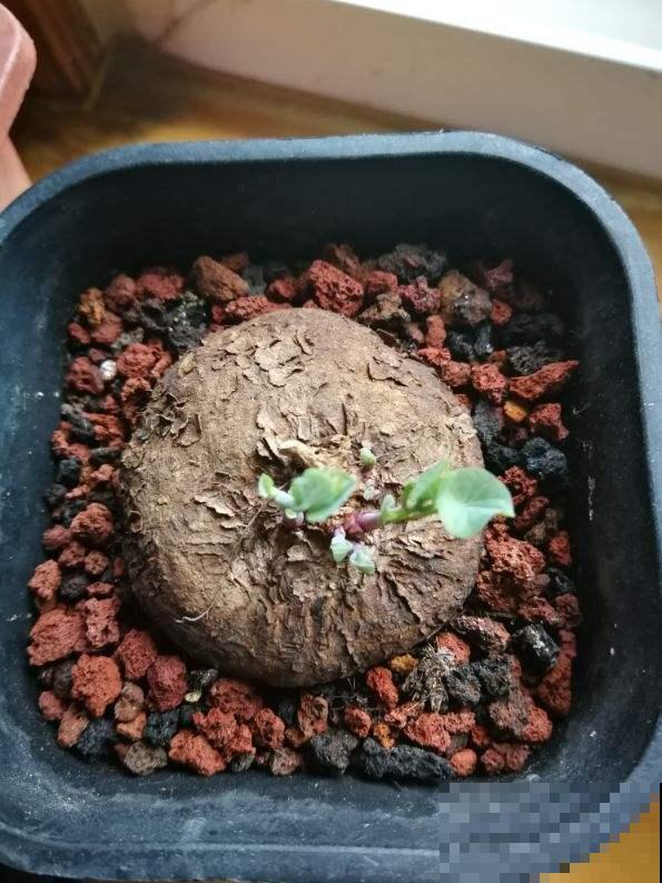 这花长了个大肚子，千万别多浇水，水一多准烂根