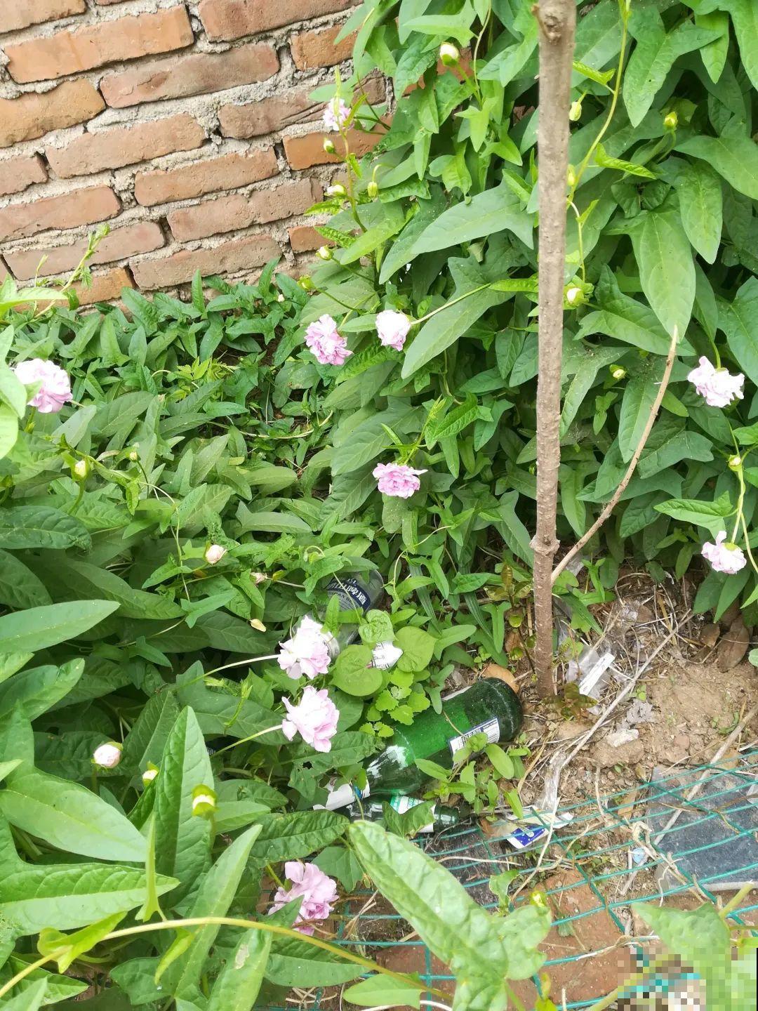 养这花才省心，掉片叶子下来，砖缝里也能长！