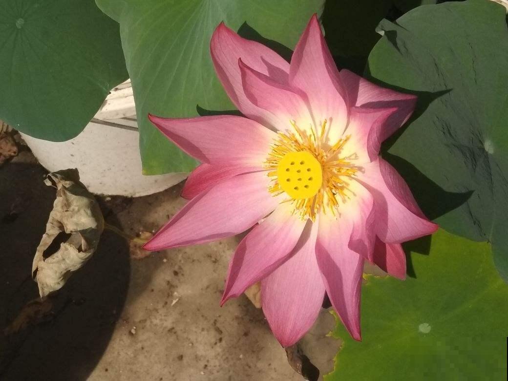家里光不好，就别养这“4种花”，难开花还浪费钱