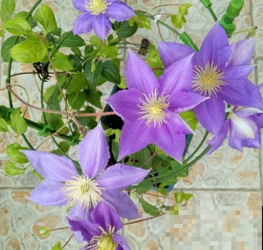 这花养一棵就能爬满墙，比月季三角梅都好看，邻居看了也羡慕！