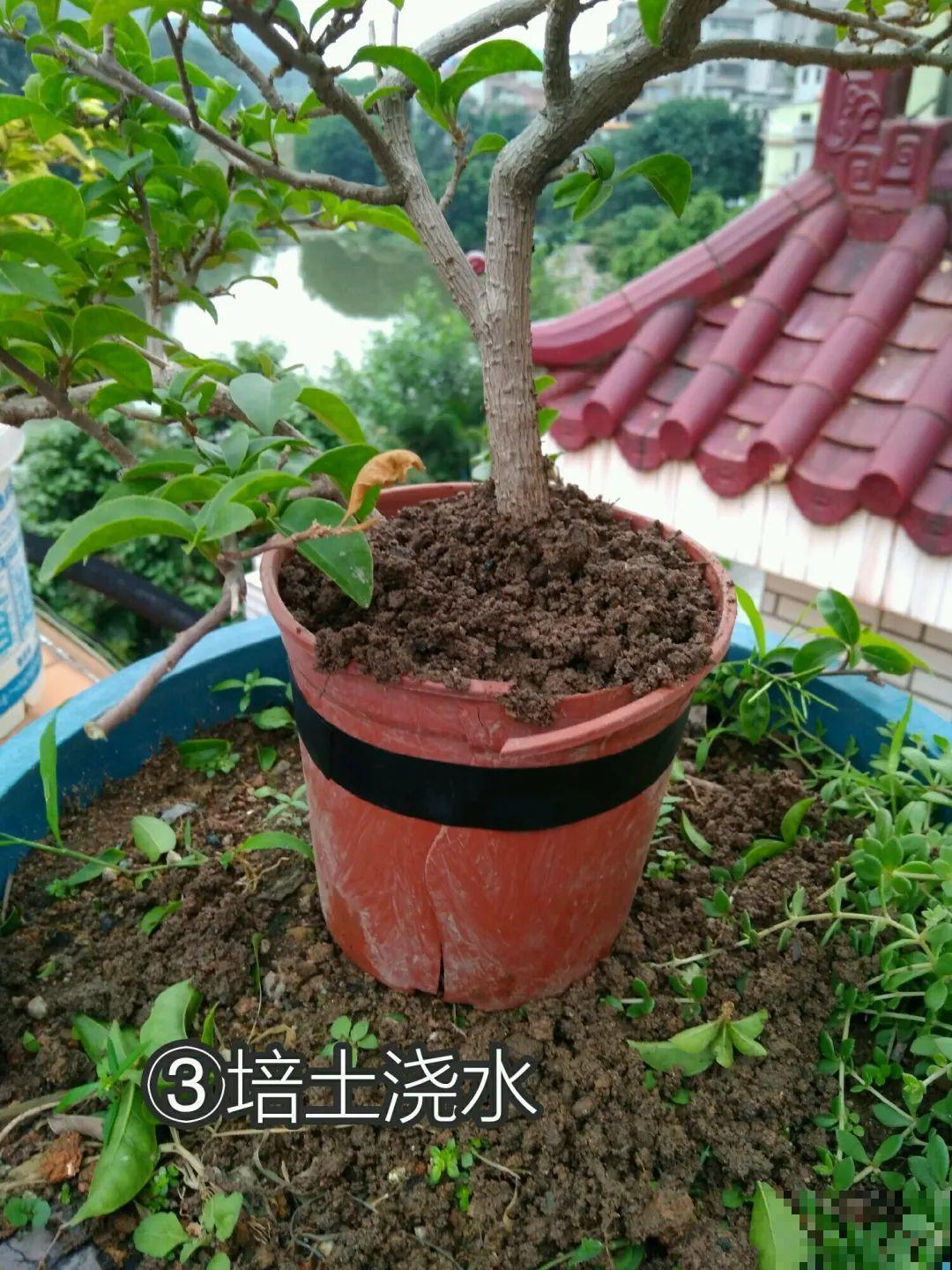 三角梅、月季用最简单的扦插法，塑料瓶套上就生根，懒人也会做！