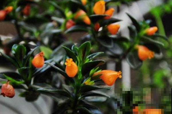 除夕夜，送你30朵吉祥花，新年大吉大利！