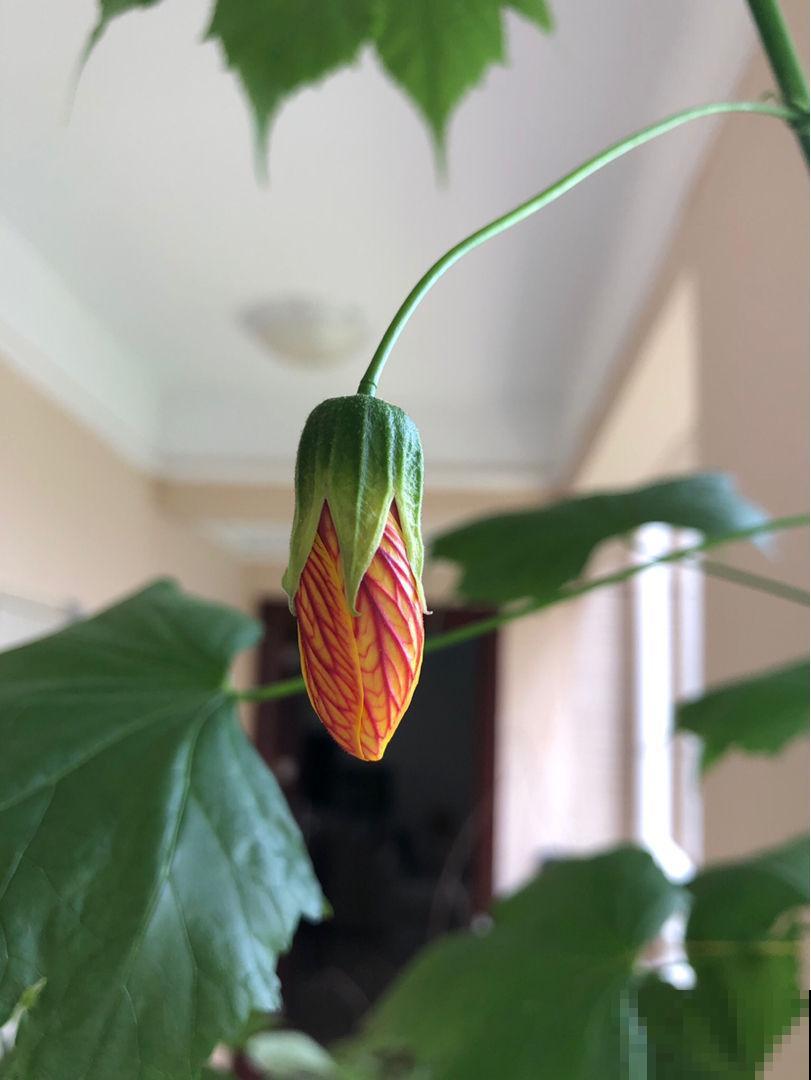 日这花开花像小铃铛，一年能开5个月，真“超长待机”