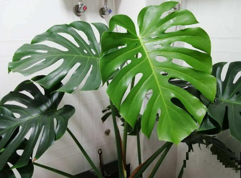你家的绿叶植物长势如何？基础条件要扎牢，天一热就窜满盆！