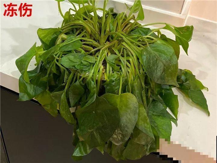 花变成这样，立马剪撒点粉，否则撑不过7天！
