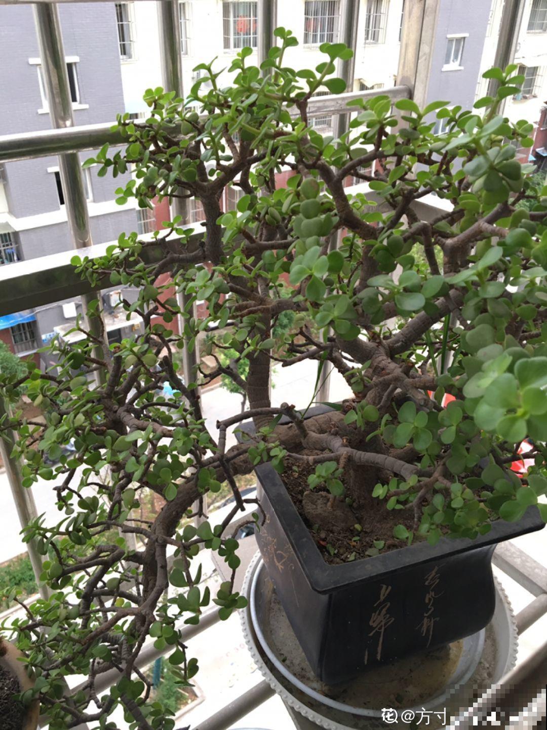 18种过年花，随便挑着养，“鼠”你新年最有钱！