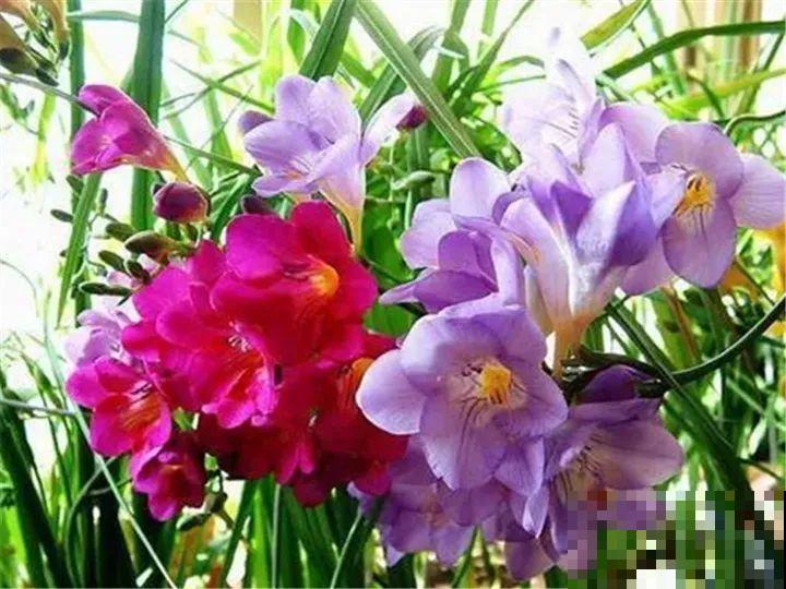 10种名贵兰花，春节养最美，花一开满屋子香气！