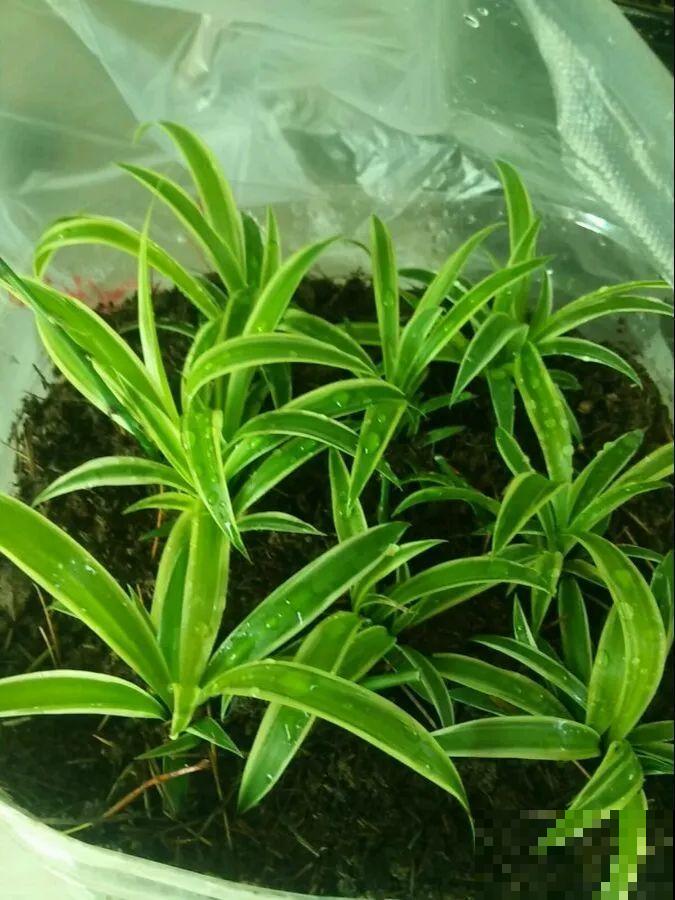 给这花换盆，土里扒出30个崽，根本不用扦插！