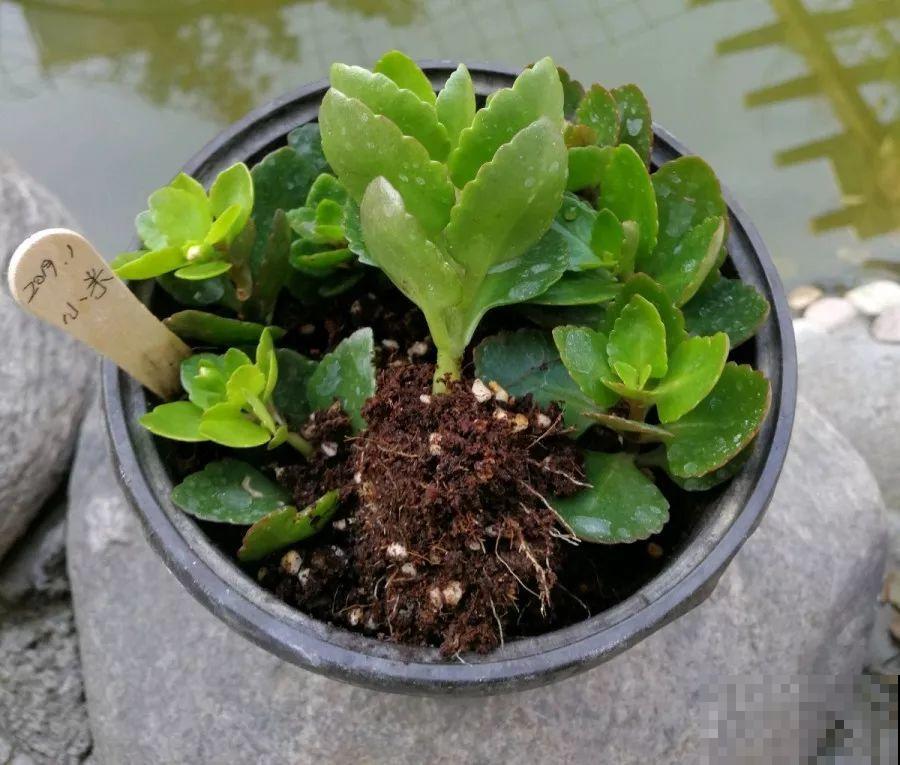 这6种花，现在扦插最好活，摘片叶子照样生根！