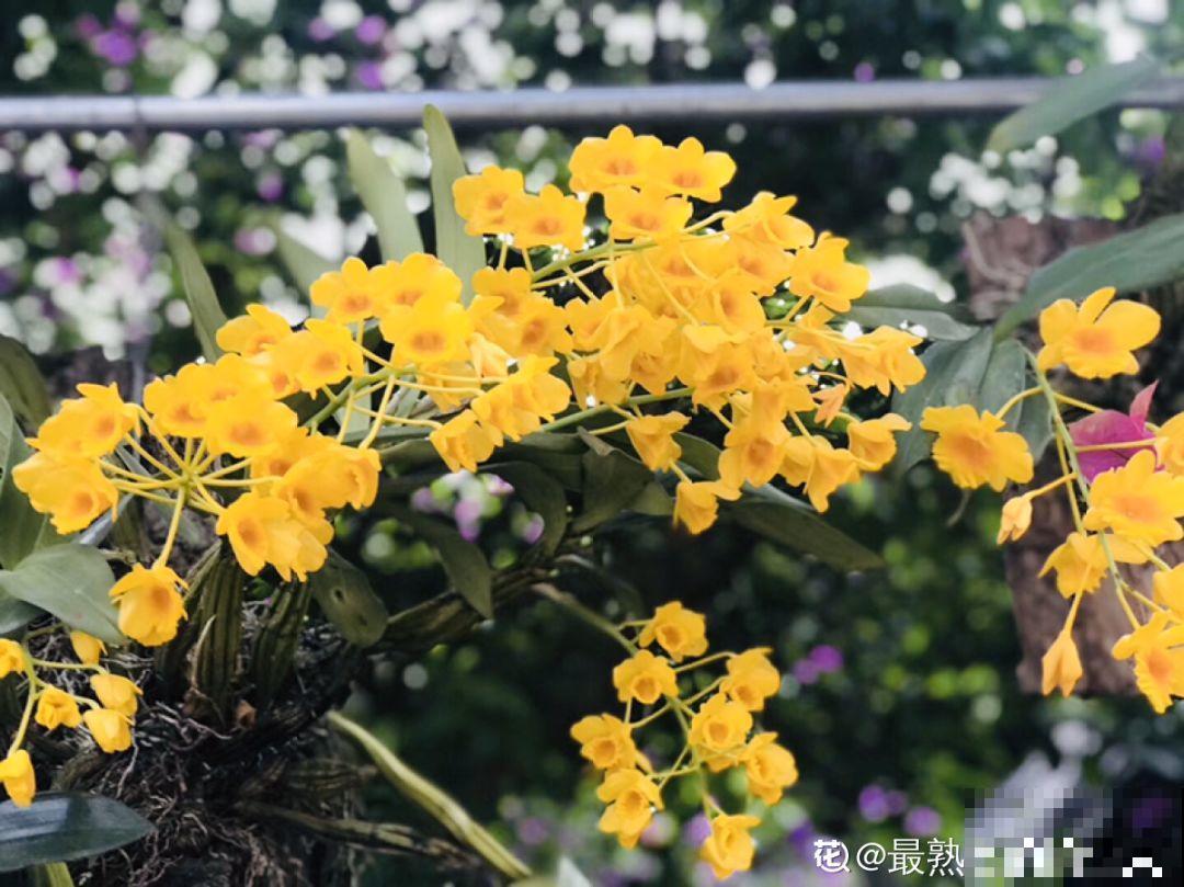 1杯水就能养活的花，干净卫生，家里养有气质！