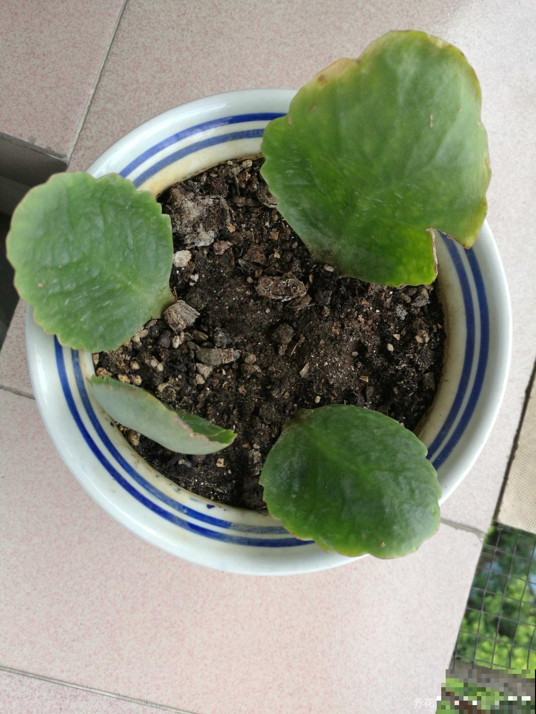 这花太好活，撸把叶子撒土里，3天生根，7天长芽